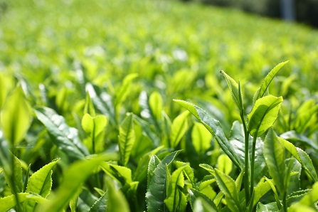中村園の農作物①　「お茶」
